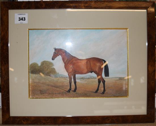 Attributed to John Ferneley (1782-1860) Study of a chestnut horse Blue Bonnet, 8.25 x 12in.(-)